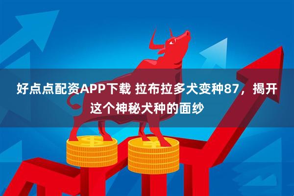 好点点配资APP下载 拉布拉多犬变种87，揭开这个神秘犬种的面纱